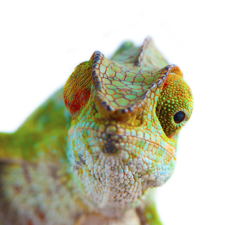 Chameleon